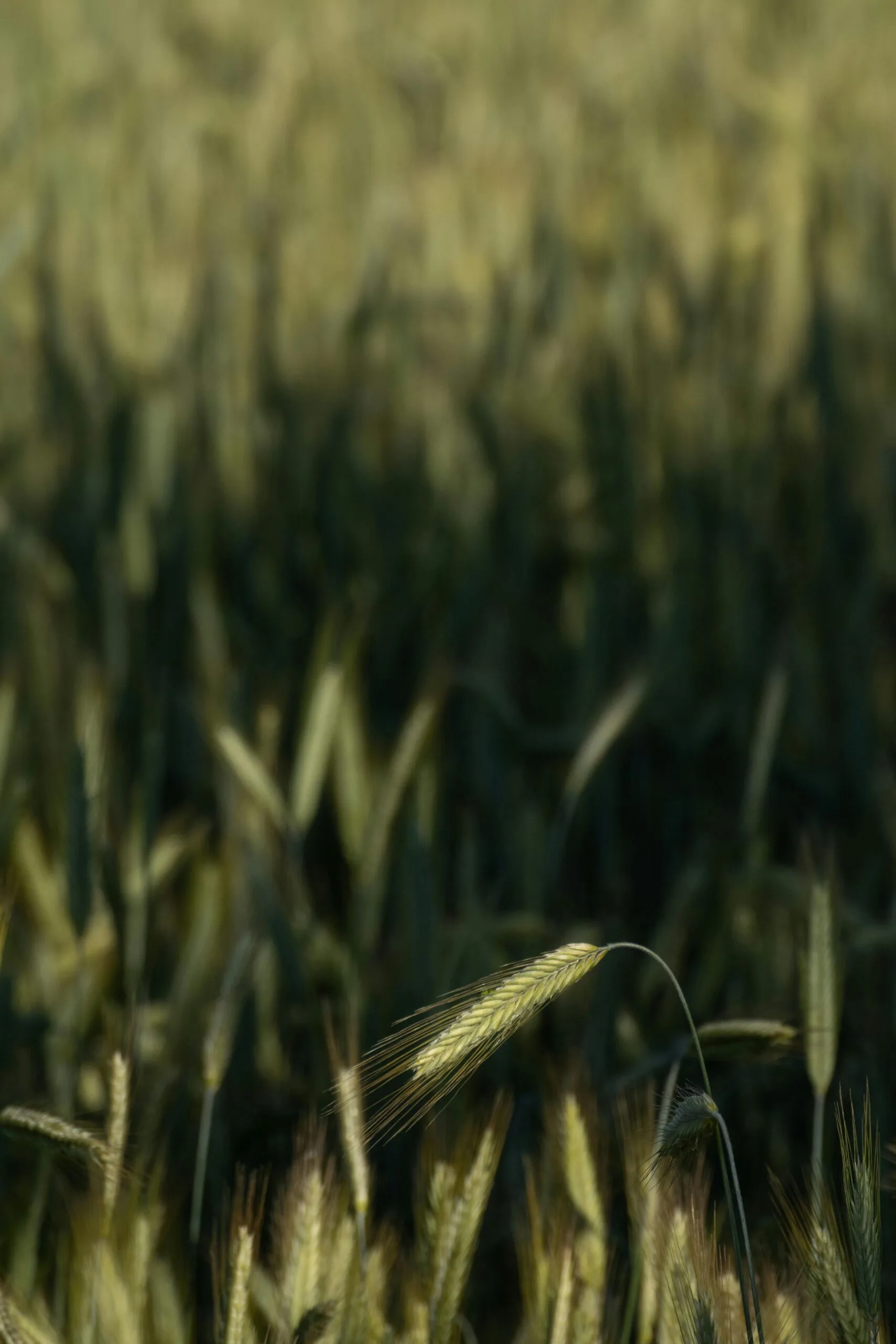 Crop Health Survey 